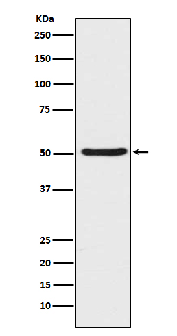 1 - Anti-Angiopoietin 2 Rabbit Monoclonal Antibody ABO15201