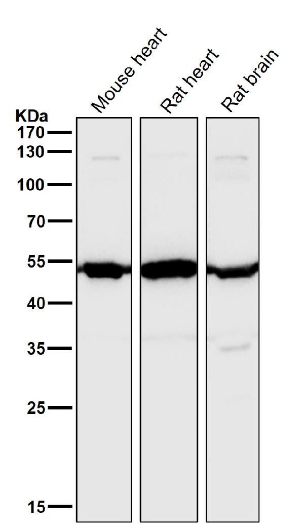 1 - Anti-Angiopoietin 2 Rabbit Monoclonal Antibody ABO15201