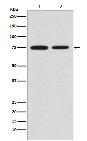 1 - Anti-MSR1 Rabbit Monoclonal Antibody ABO15202