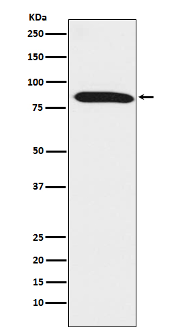 1 - Anti-Dynein intermediate chain 1 Rabbit Monoclonal Antibody ABO15204