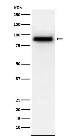 1 - Anti-PDE4D Rabbit Monoclonal Antibody ABO15206