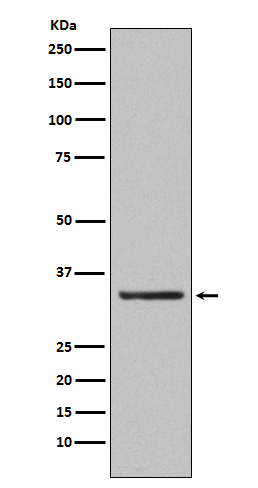 1 - Anti-Orai1 Rabbit Monoclonal Antibody ABO15211