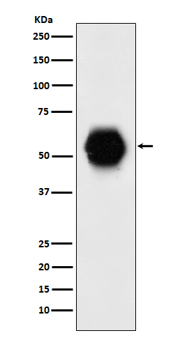 1 - Anti-Gata6 Rabbit Monoclonal Antibody ABO15212