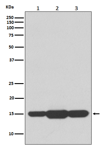 1 - Anti-GABARAPL2 Rabbit Monoclonal Antibody ABO15214