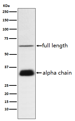 1 - Anti-Clusterin Rabbit Monoclonal Antibody ABO15216