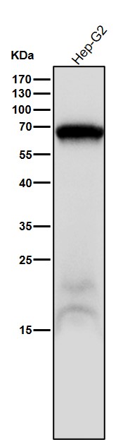 1 - Anti-Placental alkaline phosphatase (PLAP) Rabbit Monoclonal Antibody ABO15217