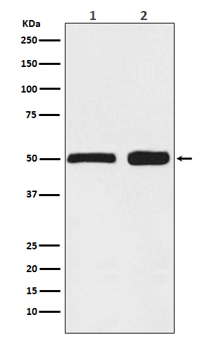 1 - Anti-Ephrin B2 Rabbit Monoclonal Antibody  ABO15223
