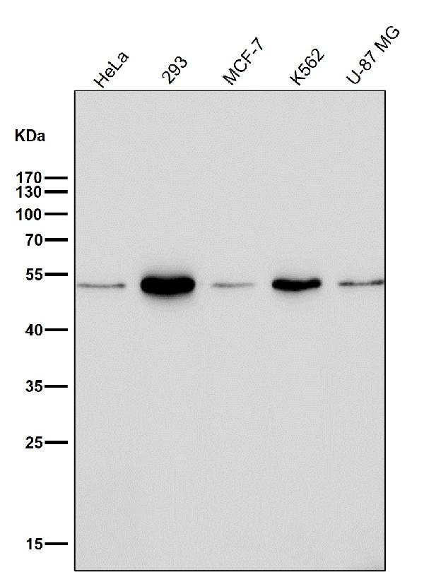 1 - Anti-Ephrin B2 Rabbit Monoclonal Antibody  ABO15223