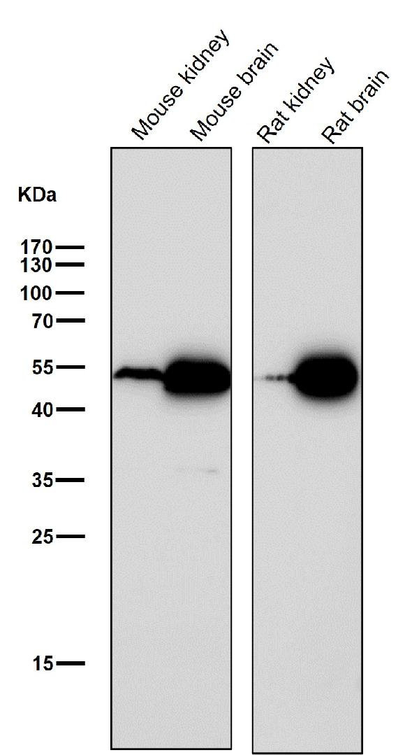 1 - Anti-Ephrin B2 Rabbit Monoclonal Antibody  ABO15223