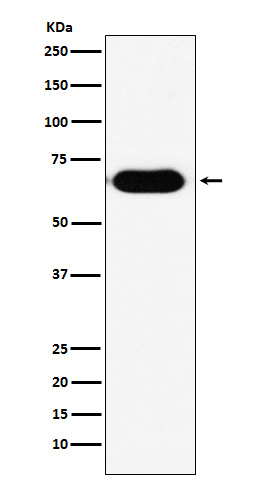 1 - Anti-RNF8 Rabbit Monoclonal Antibody  ABO15226