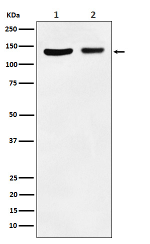 1 - Anti-JAK1 Rabbit Monoclonal Antibody ABO15232