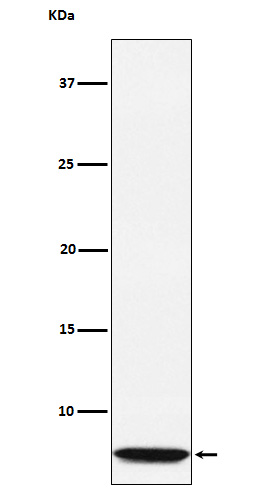 1 - Anti-GLP2 Rabbit Monoclonal Antibody ABO15235