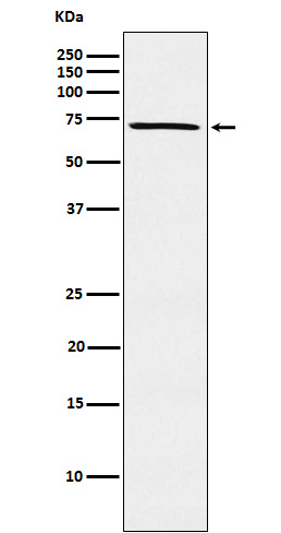 1 - Anti-MELK Rabbit Monoclonal Antibody ABO15237