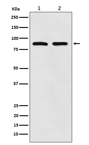 1 - Anti-TPOR Rabbit Monoclonal Antibody ABO15238
