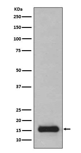 1 - Anti-PFDN5 Rabbit Monoclonal Antibody ABO15241