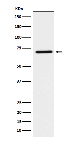 1 - Anti-HNF1 beta Rabbit Monoclonal Antibody ABO15246