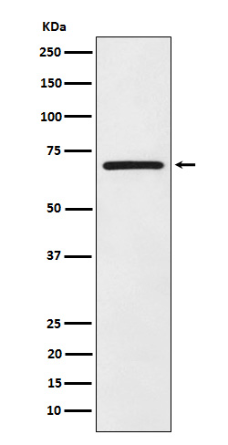 1 - Anti-eIF2A Rabbit Monoclonal Antibody ABO15248