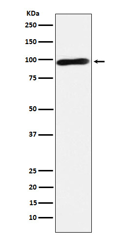 1 - Anti-Calmegin Rabbit Monoclonal Antibody ABO15250