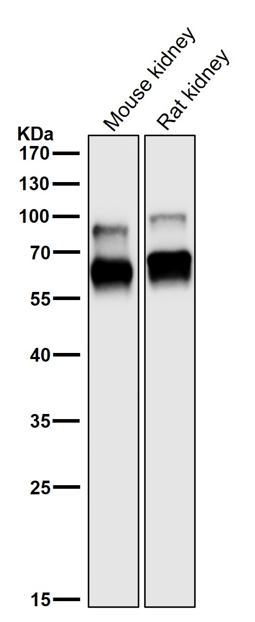1 - Anti-CRMP1 Rabbit Monoclonal Antibody ABO15253