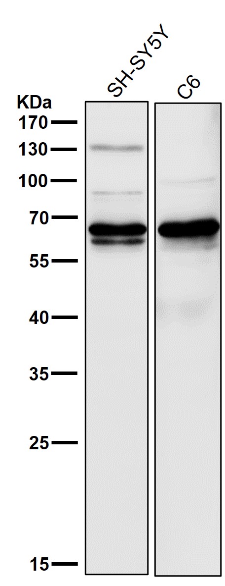 1 - Anti-CRMP1 Rabbit Monoclonal Antibody ABO15253