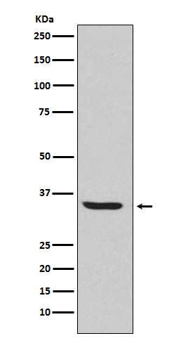1 - Anti-Endo G Rabbit Monoclonal Antibody ABO15255