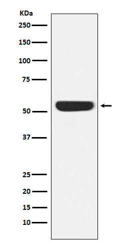 1 - Anti-CAMKIV Rabbit Monoclonal Antibody ABO15257