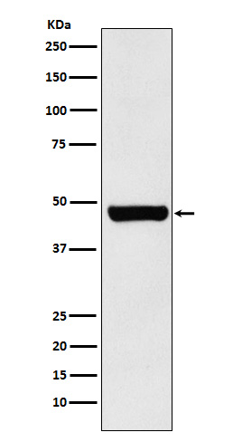 1 - Anti-HSC70 Interacting Protein HIP Rabbit Monoclonal Antibody ABO15258