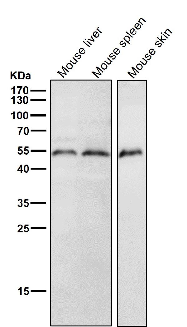 1 - Anti-HSC70 Interacting Protein HIP Rabbit Monoclonal Antibody ABO15258