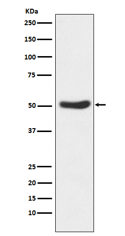 1 - Anti-GSK3 alpha Rabbit Monoclonal Antibody ABO15259