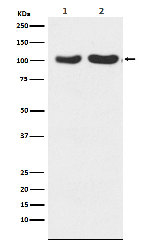 1 - Anti-GluR2+GluR3 Rabbit Monoclonal Antibody ABO15260