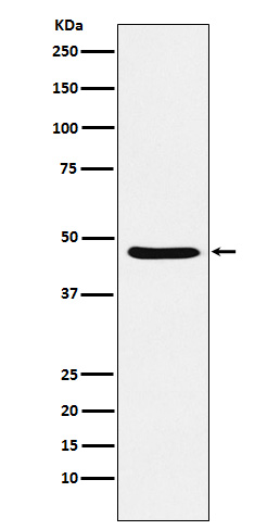 1 - Anti-Dopamine Receptor D3 Rabbit Monoclonal Antibody ABO15261