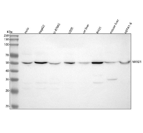 1 - Anti-NR1D1 Rabbit Monoclonal Antibody ABO15265
