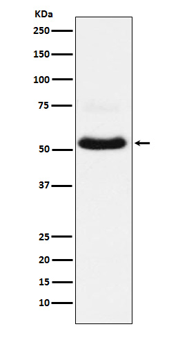 1 - Anti-VGLUT1 Rabbit Monoclonal Antibody ABO15274
