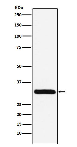 1 - Anti-PSME1 Rabbit Monoclonal Antibody ABO15275