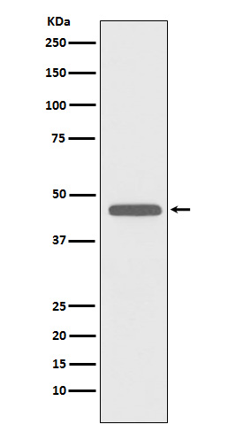 1 - Anti-CD83 Rabbit Monoclonal Antibody ABO15276
