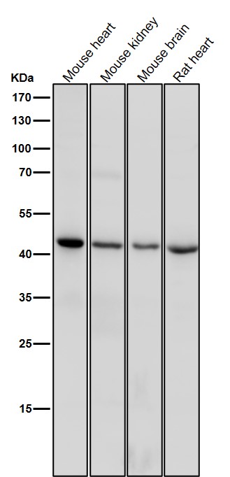 1 - Anti-CD83 Rabbit Monoclonal Antibody ABO15276