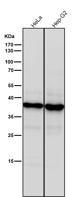 1 - Anti-CD83 Rabbit Monoclonal Antibody ABO15276