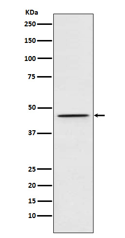 1 - Anti-DEK Rabbit Monoclonal Antibody ABO15277