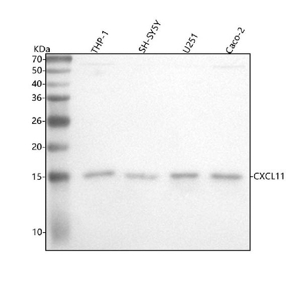 1 - Anti-CXCL11 Rabbit Monoclonal Antibody ABO15278