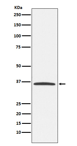 1 - Anti-E2F6 Rabbit Monoclonal Antibody ABO15279