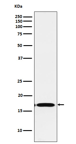 1 - Anti-FGF1 Rabbit Monoclonal Antibody ABO15282