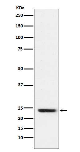 1 - Anti-FNDC5 Rabbit Monoclonal Antibody ABO15290