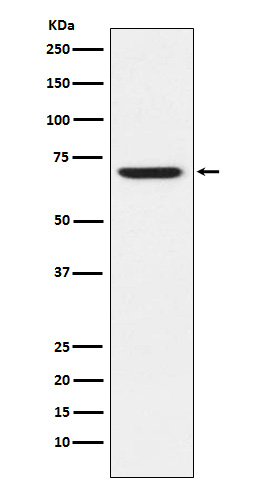 1 - Anti-GABA A Receptor alpha 5 Rabbit Monoclonal Antibody ABO15291