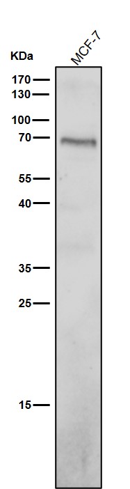 1 - Anti-GABA A Receptor alpha 5 Rabbit Monoclonal Antibody ABO15291