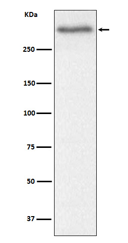 1 - Anti-Versican Rabbit Monoclonal Antibody ABO15292