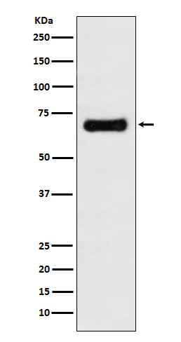 1 - Anti-GRASP65 Rabbit Monoclonal Antibody ABO15295