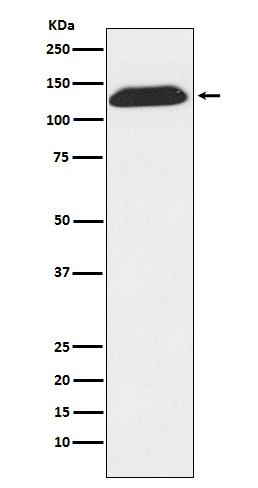1 - Anti-DNA Ligase I Rabbit Monoclonal Antibody ABO15296