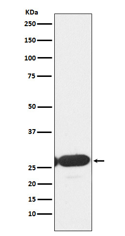 1 - Anti-ERp29 Rabbit Monoclonal Antibody ABO15297