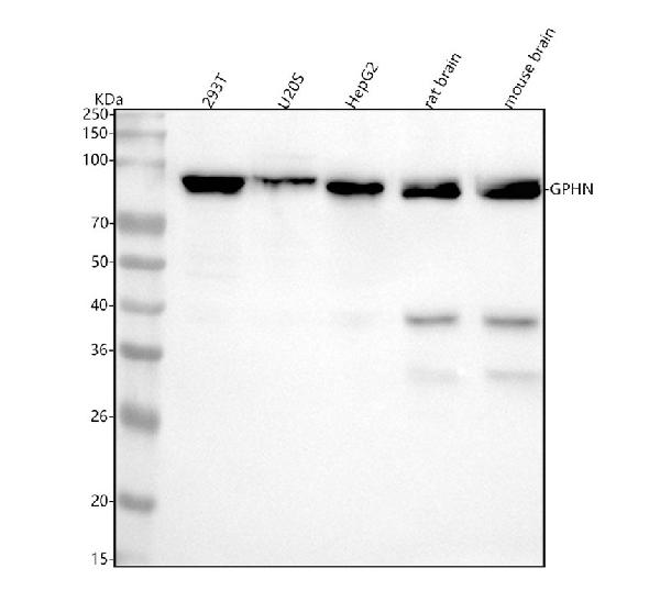 1 - Anti-Gephyrin Rabbit Monoclonal Antibody ABO15298