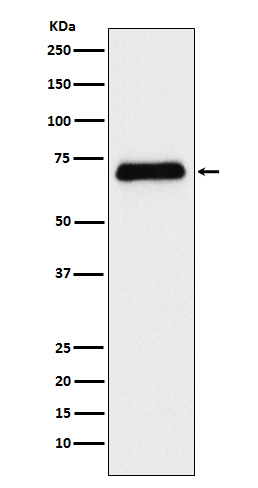 1 - Anti-Serotonin transporter Rabbit Monoclonal Antibody ABO15299